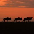 Nomads Of The Serengeti