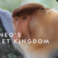Borneo’s Secret Kingdom